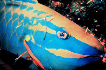 20110307-NOAA reef fish parrotfish 2591.jpg